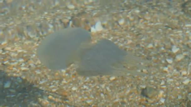 亚速海的水母。 水母在清澈的水里游泳. — 图库视频影像