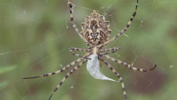 Pająk siedzi w sieci. Krymski pająk Argiope Lobate. Pająk przechowuje jedzenie. — Wideo stockowe