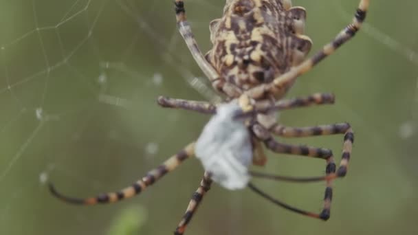 Spider est assis sur une toile. Araignée crimée Argiope Lobate. Spider stocke de la nourriture .