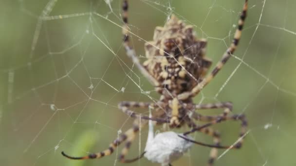 Spider sits on a web. Crimean spider Argiope Lobate. Spider stores food. — Stock Video