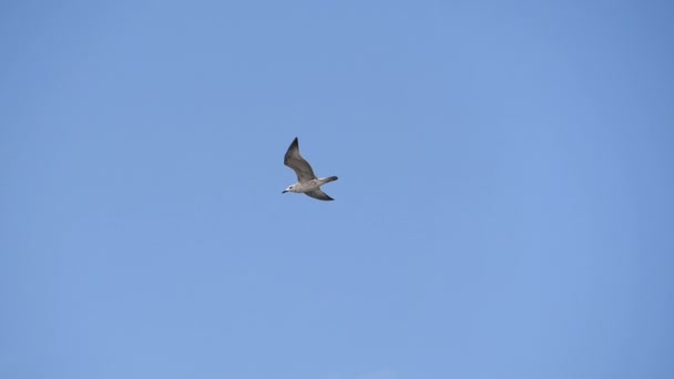 Літаюча чайка на блакитне небо . — стокове відео