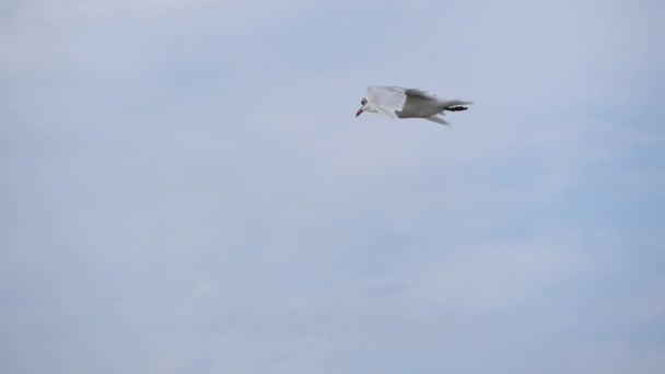 Flying Seagull against the blue sky. — Stock Video