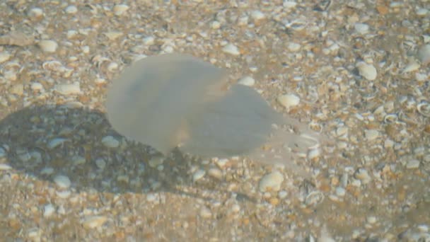 Jellyfish of the sea of Azov. The jellyfish are swimming in the clear water. — Stock Video