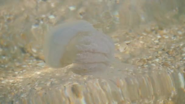 Jellyfish of the sea of Azov. The jellyfish are swimming in the clear water. — Stock Video