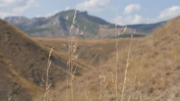 Paisaje de montaña. Hojas secas de hierba se doblan en el viento. Viajar en la península de Crimea . — Vídeos de Stock