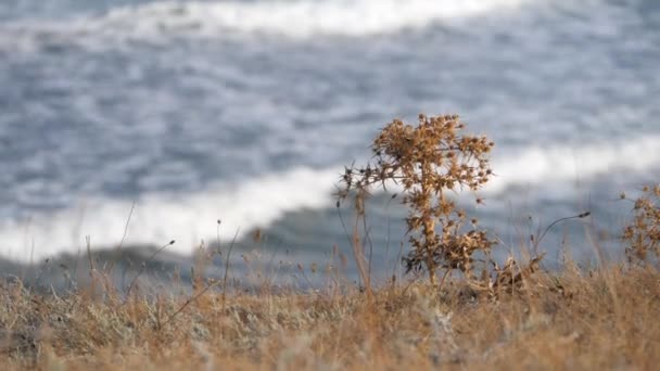 Rostliny Krymské stepi. Mořské vlny Svítí v suché trávě a omývají břeh. Osamělá pichlavá rostlina na pobřeží. — Stock video