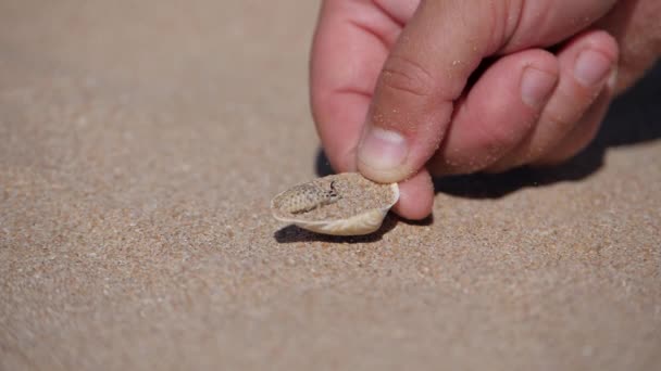 Un insecto hormiga león se entierra en la arena en una playa de conchas marinas en el mar de Azov. Las larvas están cubiertas de pelos y cerdas. Myrmeleontidae, una familia de insectos del orden reticulatoptera . — Vídeo de stock