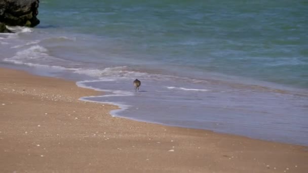 Vogel mit langem Schnabel wandert entlang der Küste und sammelt Krebstiere. numenius ist ein leuchtender Vertreter der Bekassinenfamilie. — Stockvideo