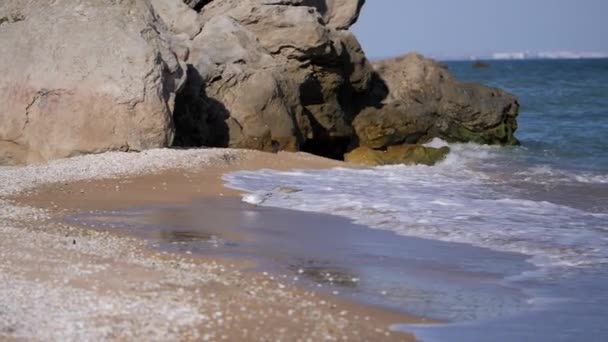 Uccello con un lungo becco cammina lungo la costa e raccoglie crostacei. Gabbiano si nutre di una spiaggia di conchiglie nel mare di Azov . — Video Stock