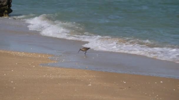 長いくちばしを持つ鳥は海岸線を歩き、甲殻類を収集します。ヌメニウスはスナイプ家の明るい代表者である。. — ストック動画