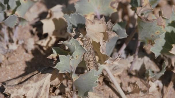 Locusts sit on a prickly plant, blue-Headed seaside. — Αρχείο Βίντεο