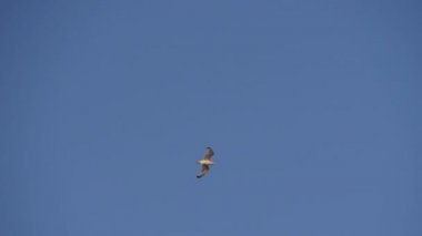 Mavi gökyüzüne karşı uçan martı.