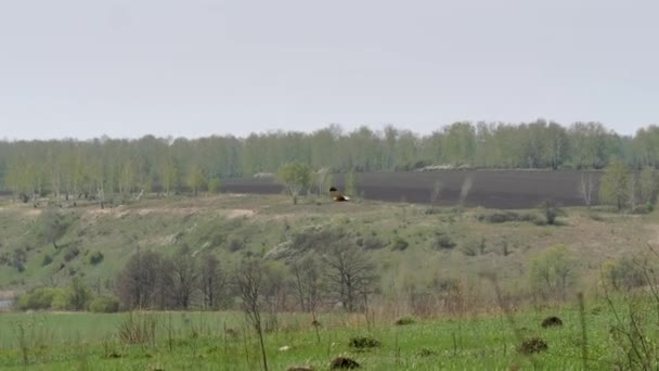 Cirkus cyaneus. Rovfågel under flygning. — Stockvideo