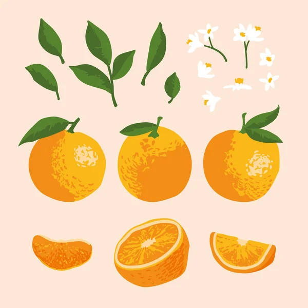 Conjunto de verão vetorial com laranjas e flores isoladas no fundo — Vetor de Stock