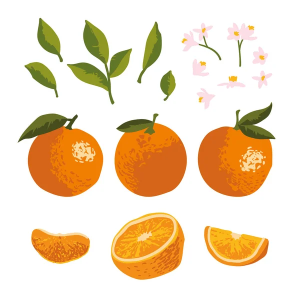 Векторный летний набор с апельсинами и цветами на заднем плане — стоковый вектор