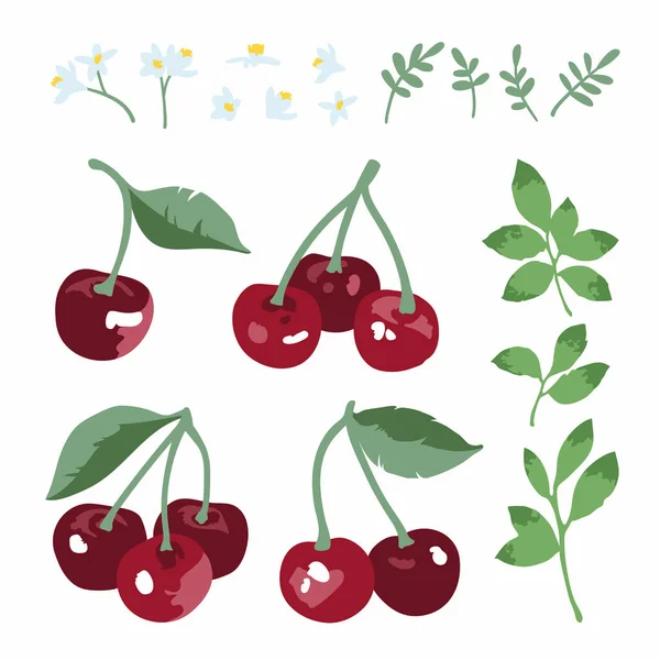 Vector summer set with sweet cherries, leaves and flowers isolated on white background — Stock Vector