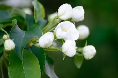 Çiçek açan elma ağacı bahar