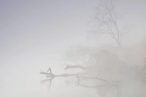 Wild coast of the misty Vistula River — Stock Photo, Image