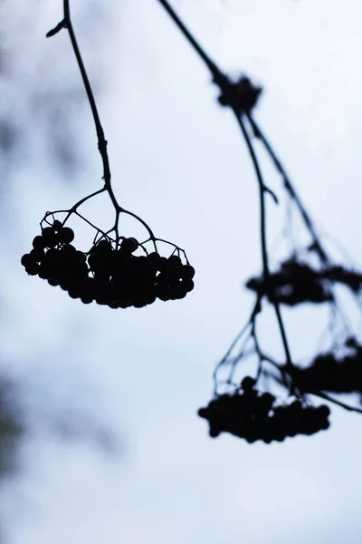 Silhouette di bacche su un ramo — Foto Stock