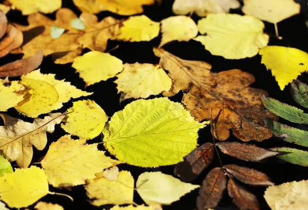 Autumn leaves in a puddle — Stock Photo, Image