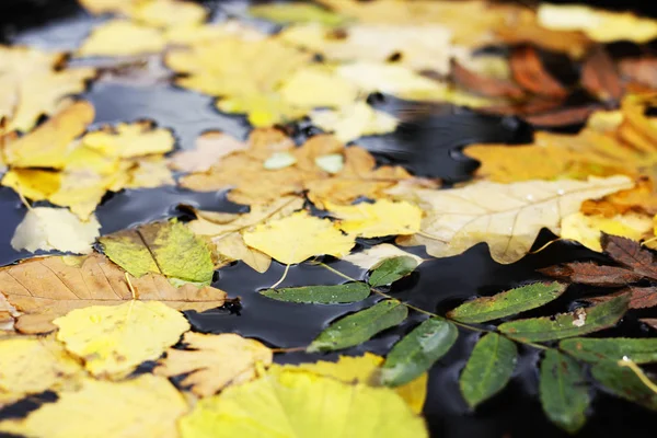 Осенние листья в луже — стоковое фото