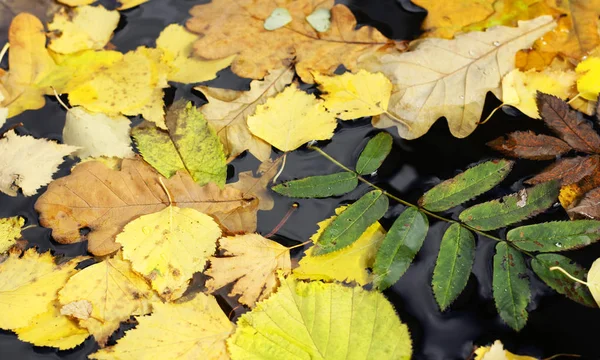 Sonbahar yaprakları su birikintisinde
