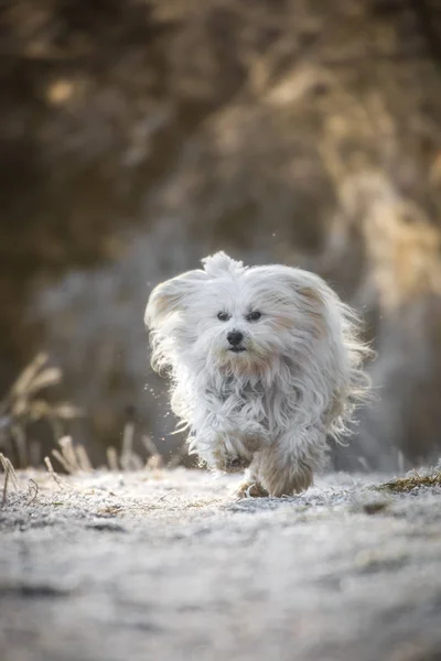 Pequeno cão feliz — Fotografia de Stock