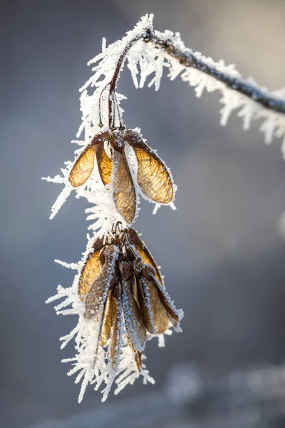 Maple seeds with frost — Stock Photo, Image