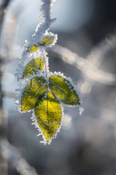 Rosehip leaves with hoarfrost — Stock Photo, Image