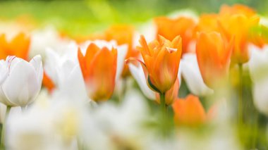 Orange and white tulips clipart