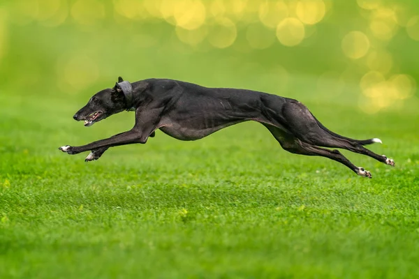 Szybkie wyścigi psów — Zdjęcie stockowe