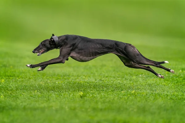 Fast greyhound Stock Image