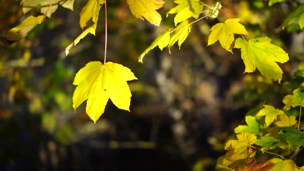 feuilles d'automne dans le vent