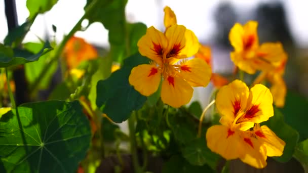 Nasturtium Větru Široké Otevřené Cloně — Stock video