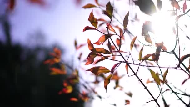 Branch Wind Verlicht Door Zon — Stockvideo