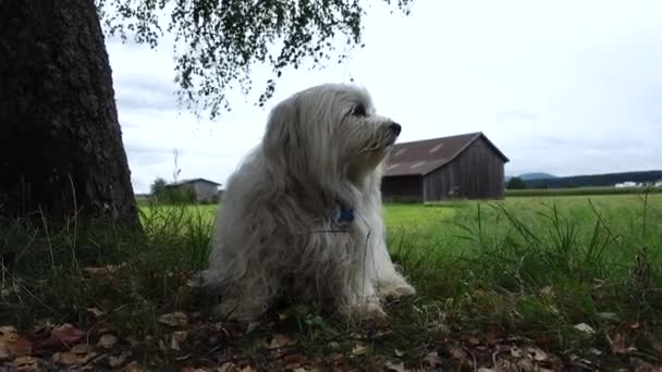 Liten Vit Havanese Sitter Äng Och Ser — Stockvideo