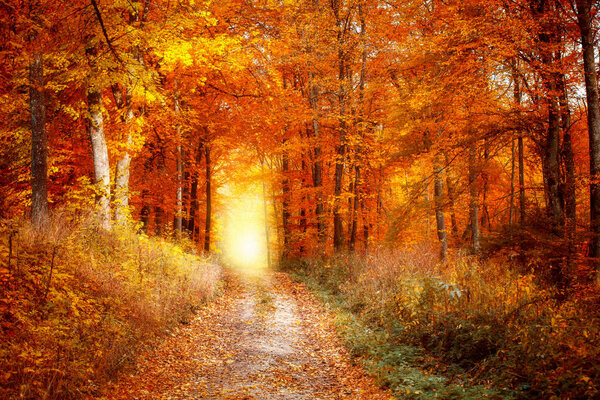 A forest path in a deciduous forest in autumn, at the end of the path the sun is shining.
