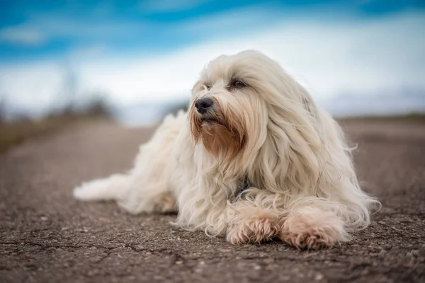 화이트 havanese 스톡 이미지