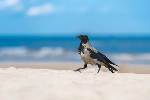A fog crow on the beach — Stock Photo, Image