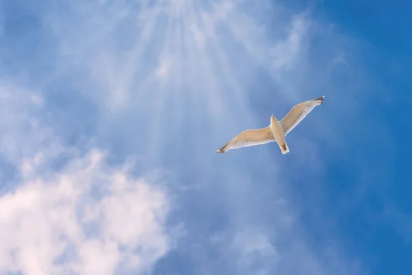 A flying seagull in front of a sunny sky Royalty Free Stock Images