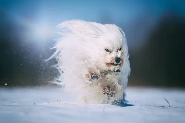 Cão pequeno tem um monte de diversão na neve — Fotografia de Stock