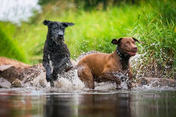 Deux chiens qui sautent dans l'eau — Photo