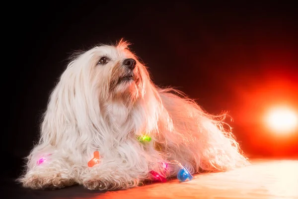 Hunderasse havanese — Stockfoto