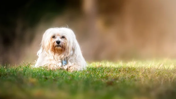 Hund på ängen — Stockfoto