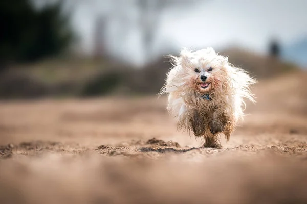 Белая собака счастлива играть в грязи — стокове фото