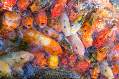 renkli dekoratif Çin carps koi Havuzu