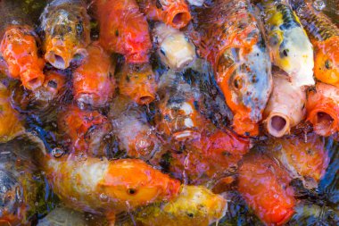 renkli dekoratif Çin carps koi Havuzu