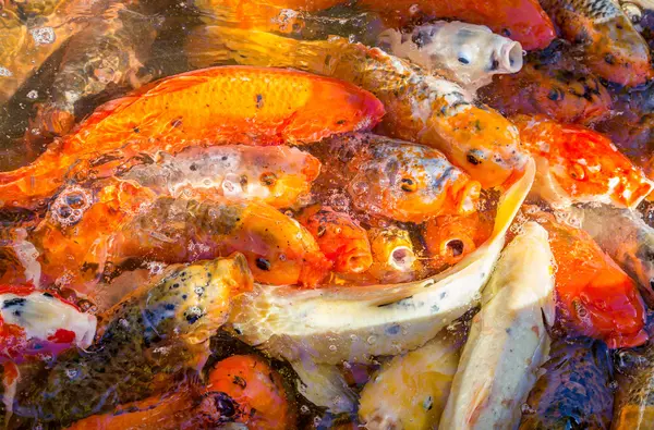プールの色の装飾的な中国鯉鯉 — ストック写真