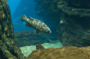oceanarium mavi derinliği suda balık