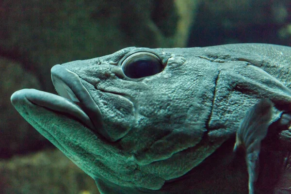 Peixe no oceanário em águas de profundidade azul — Fotografia de Stock